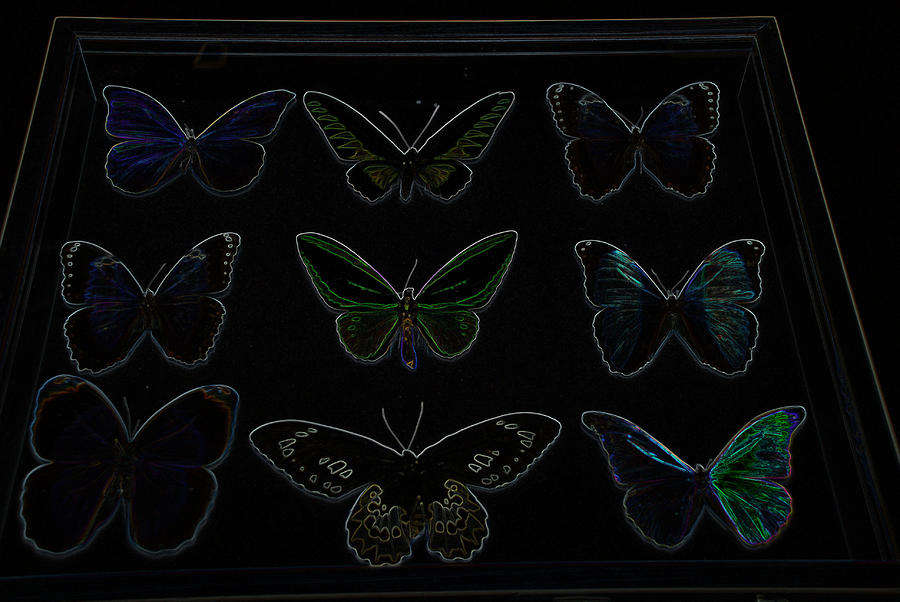 Abstract Photograph - Glowing Edge Butterflies by Richard Bryce and Family