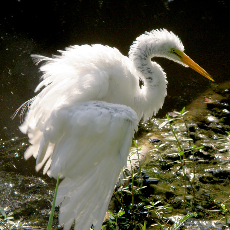 Glowing Feathers - White Egret Near Sunset by Rose Hill