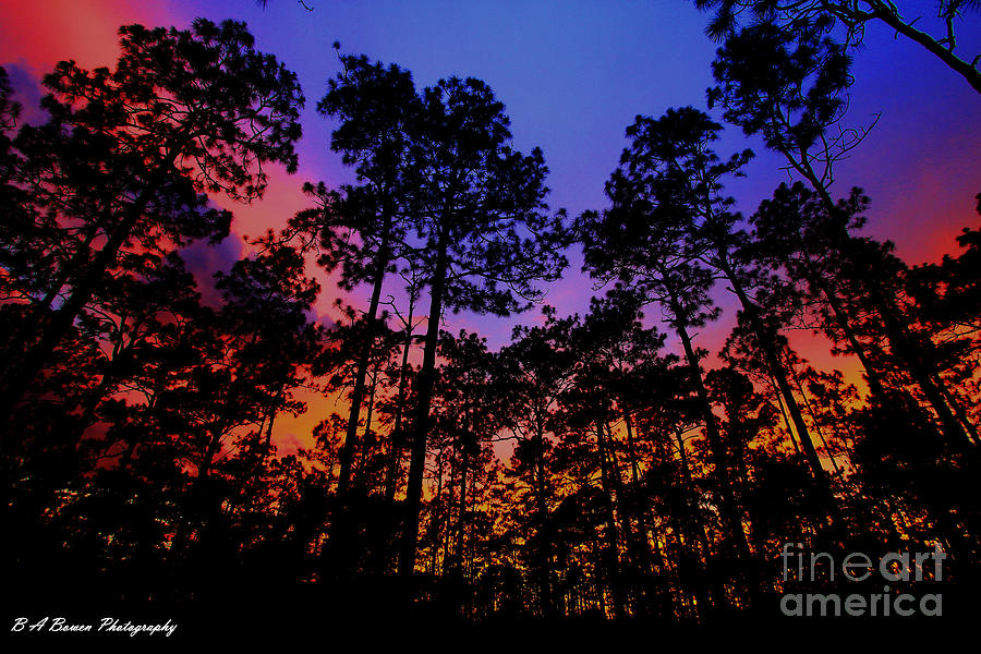 Glowing Forest Photograph by Barbara Bowen