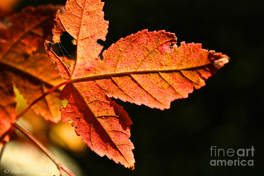 Glowing Gold Photograph by Susan Herber