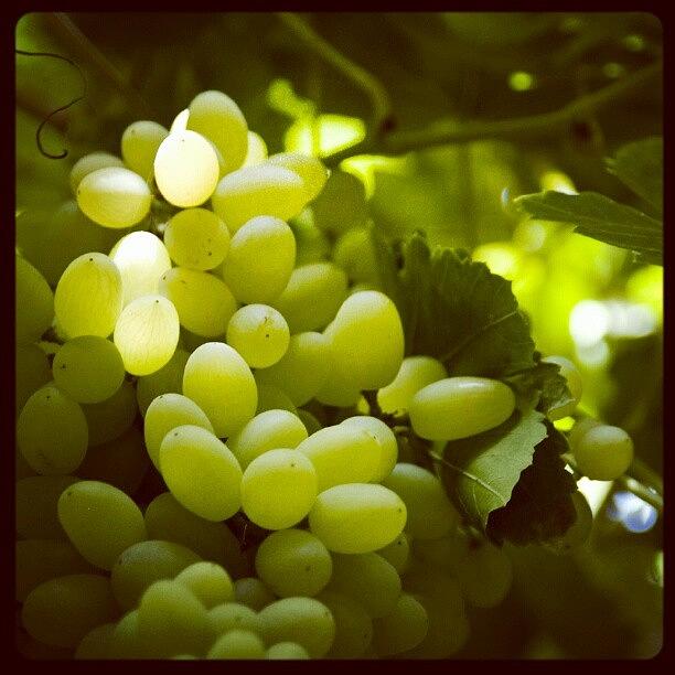 Grape Photograph - Glowing Grapes by Khoo Hsien yew