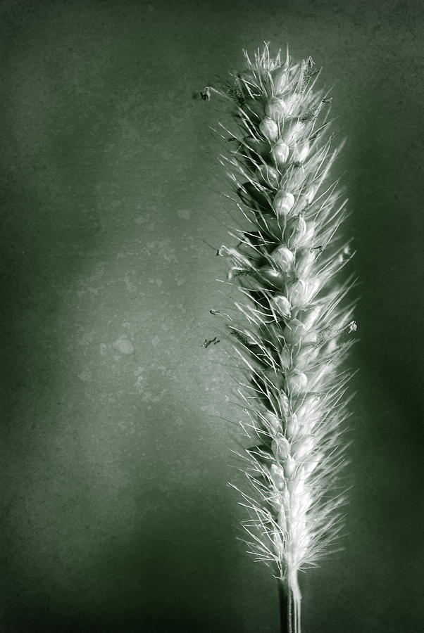 Glowing Grass Seedhead Photograph