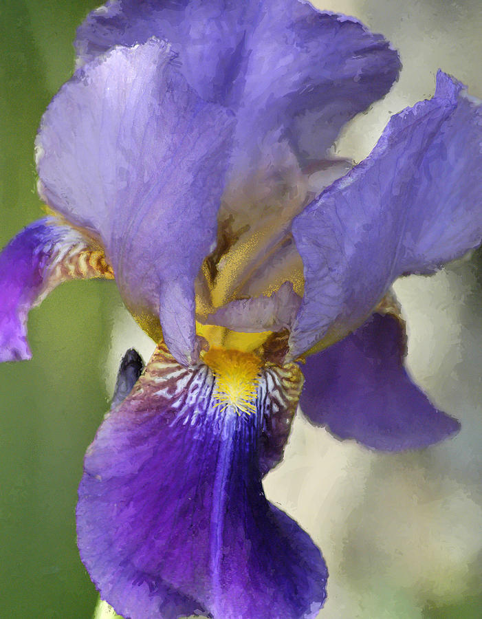 Iris Photograph - Glowing Iris by Kathleen A Johnson