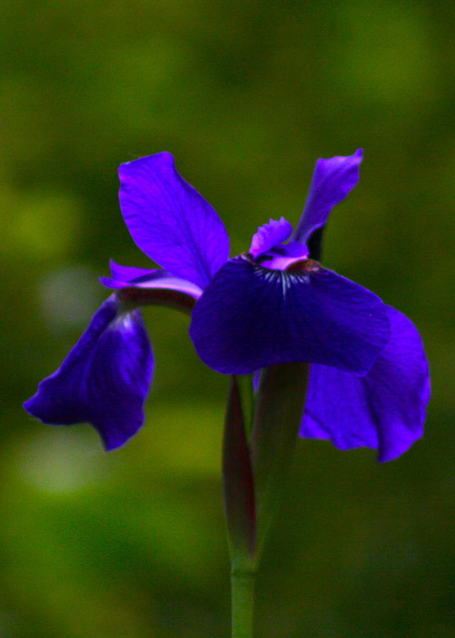 Glowing Iris Photograph by Katie Williams