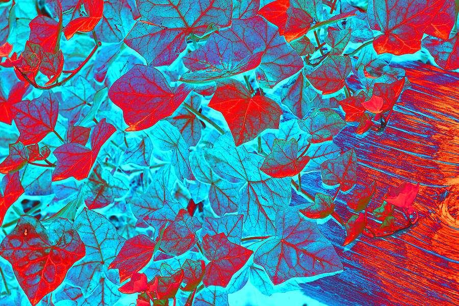 Glowing Ivy Photograph by Phyllis Denton