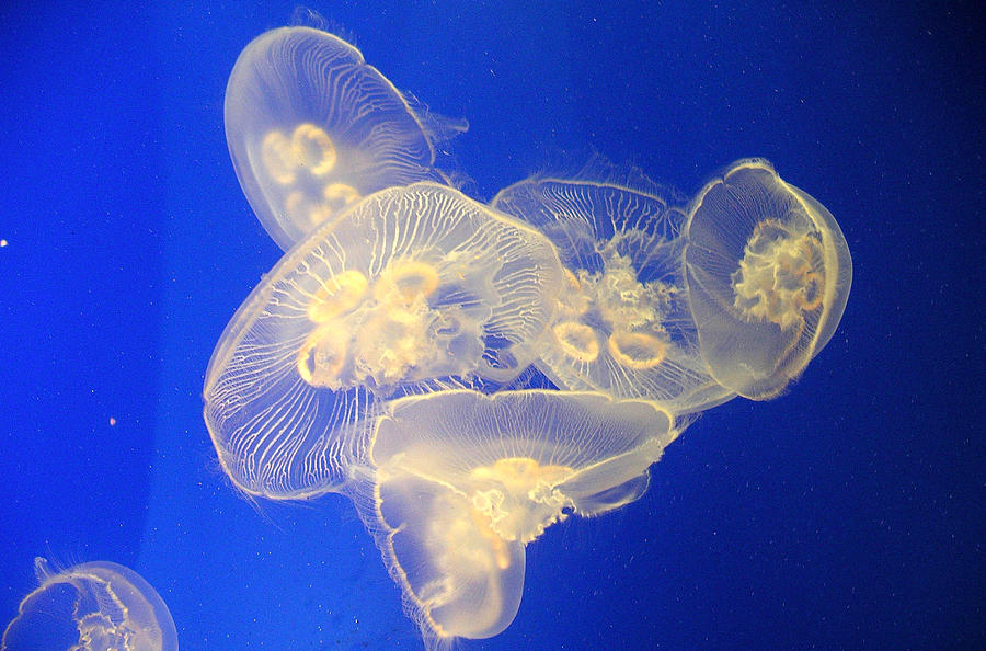 Glowing Jellyfish 3 Photograph by Karen Nicholson