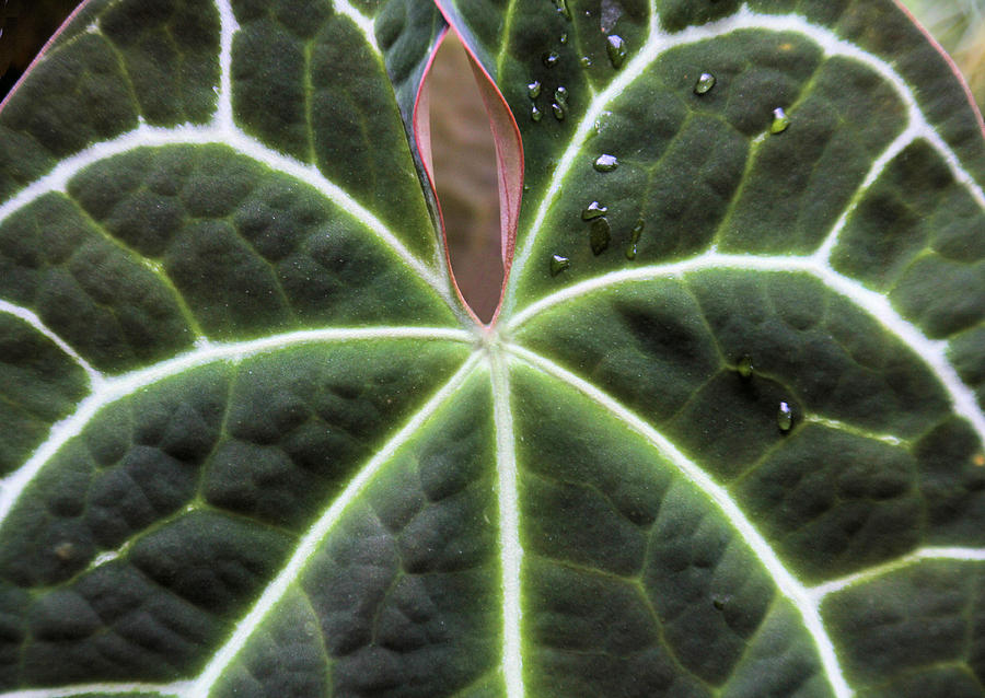 Glowing Leaf Photograph by Rosalie Scanlon