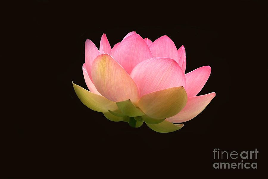 Glowing Lotus Flower On Black Photograph by Byron Varvarigos
