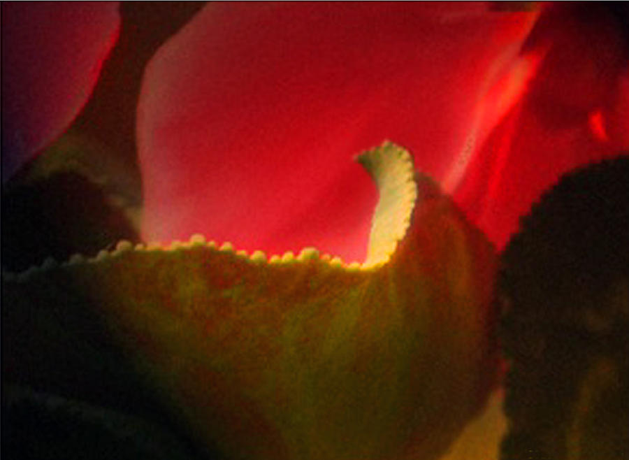Glowing Petals Photograph by Marilyn Marchant