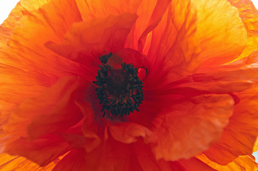Glowing Poppy Photograph by Tikvahs Hope