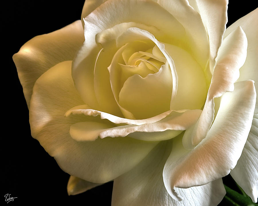 Glowing Rose Photograph by Endre Balogh