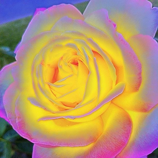 Glowing Rose Photograph by Inna Jasons