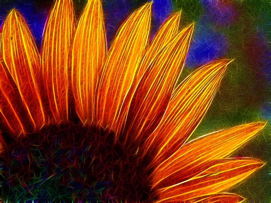 Glowing Sunflower Photograph by Lisa Stanley