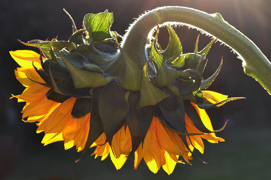 Glowing Sunflower. Photograph by Terence Davis