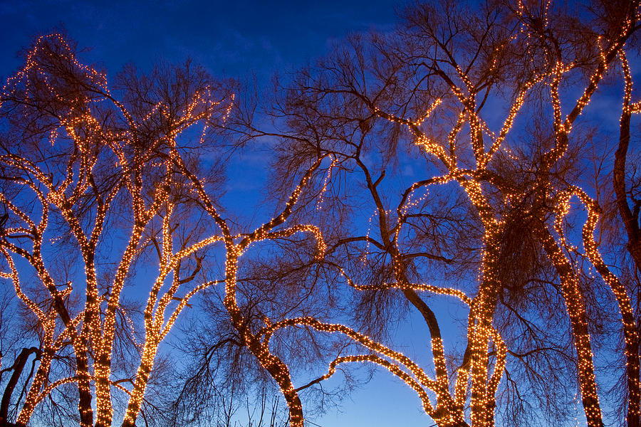 Glowing Trees Photograph by James BO Insogna