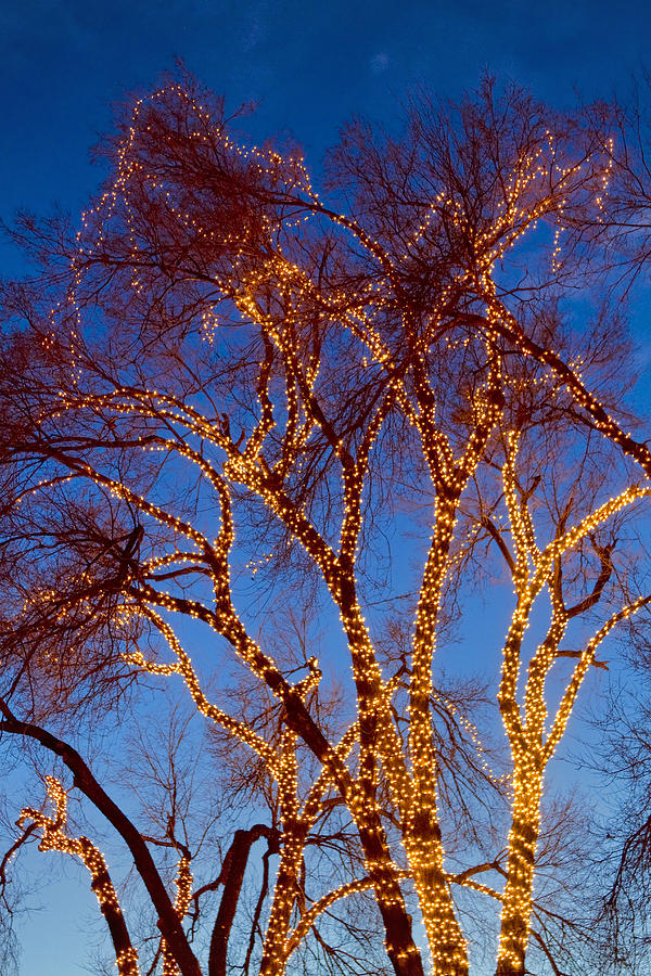 Glowing Trees Portrait Photograph by James BO Insogna