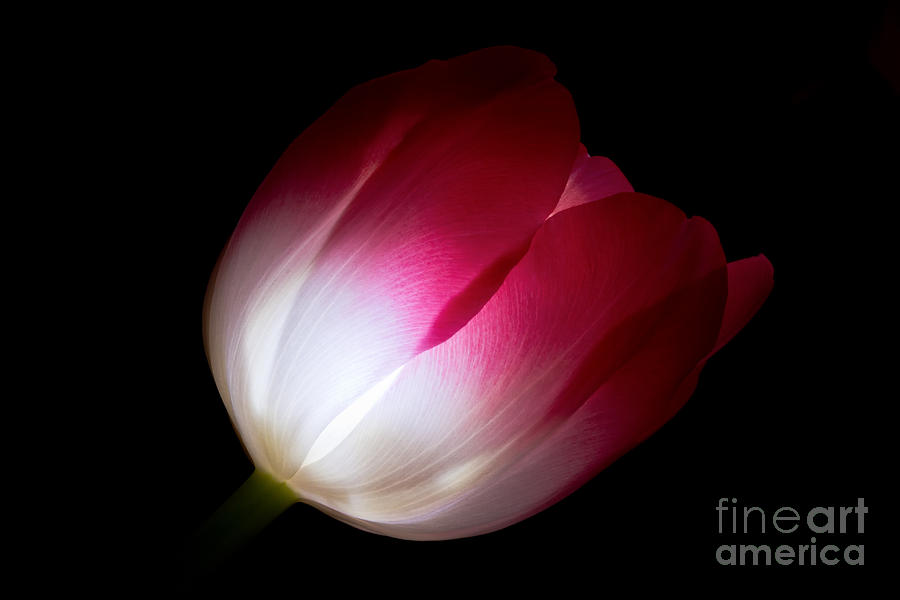 Glowing Tulip Photograph by Dawna Moore Photography