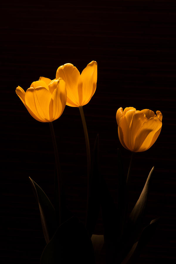 Glowing Tulips Photograph by Ed Gleichman