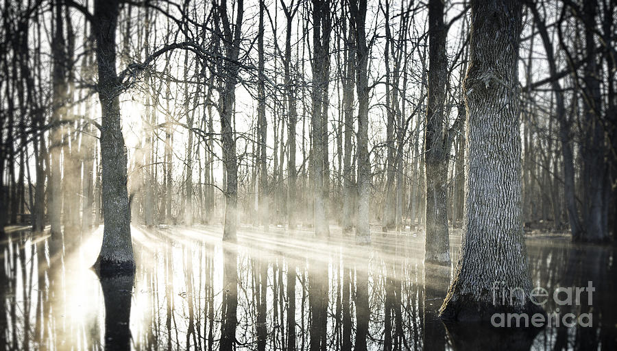 Glowing Woods Photograph by RicharD Murphy
