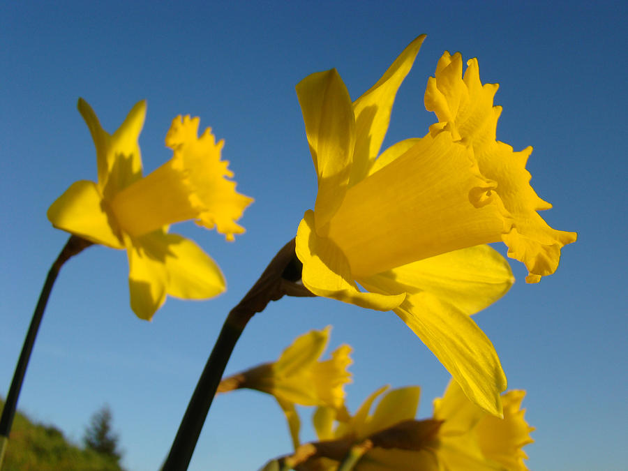 Glowing Yellow Daffodil Flowers Art Prints Spring Photograph
