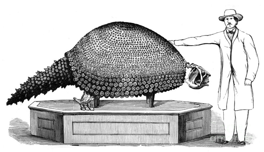 Glyptodon, Cenozoic Mammal Photograph by Science Source