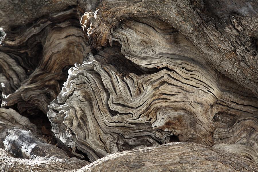 Nature Photograph - Gnarled Olive Tree Wood by Detlev Van Ravenswaay