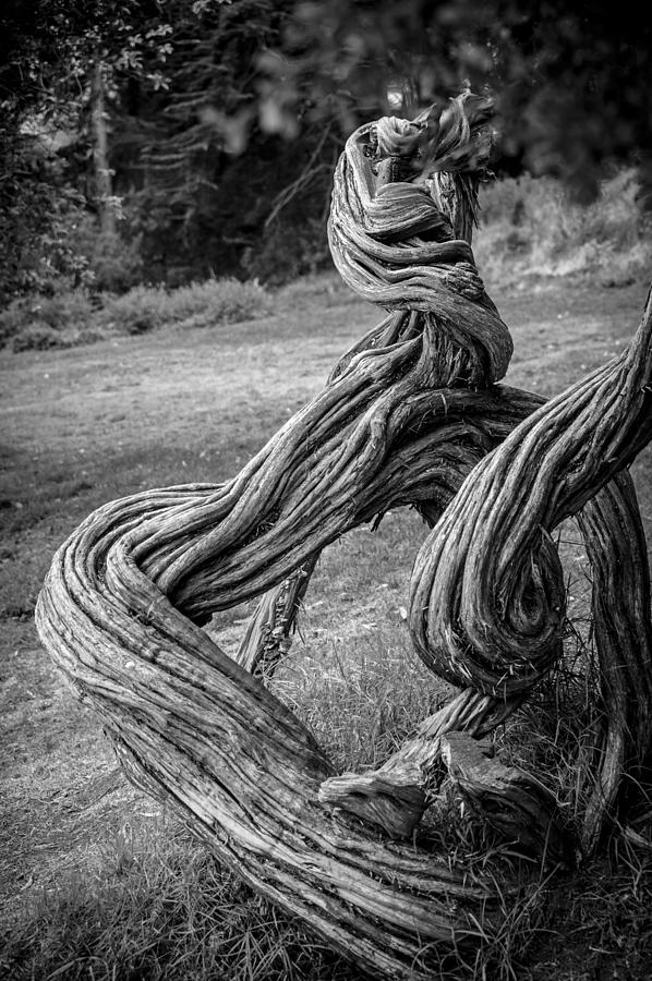 Gnarled Tree Photograph by Anthony Citro