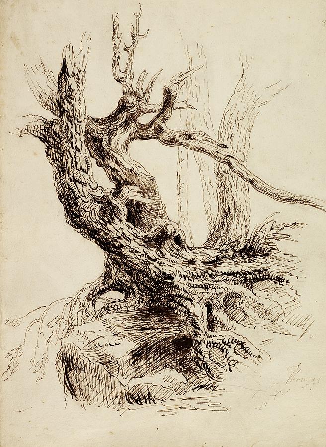 Gnarled Tree Trunk Drawing by Thomas Cole