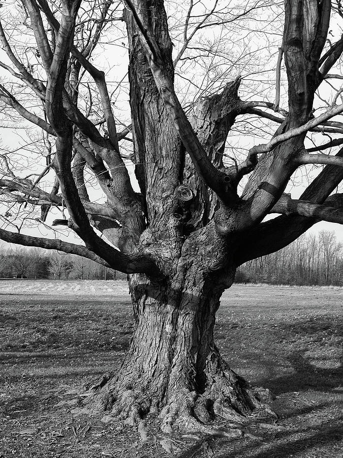Gnarly 2154 Photograph by Guy Whiteley