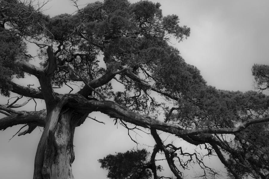 Brick Photograph - Gnarly Cedar Tree by Teresa Mucha