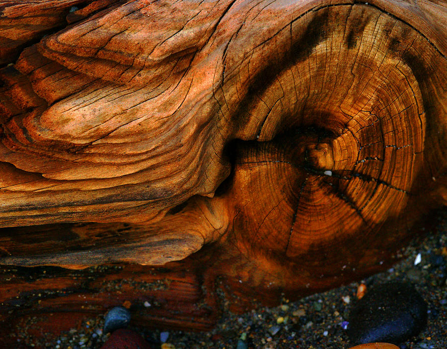 Gnarly Driftwood Photograph by Tim F Hale - Fine Art America