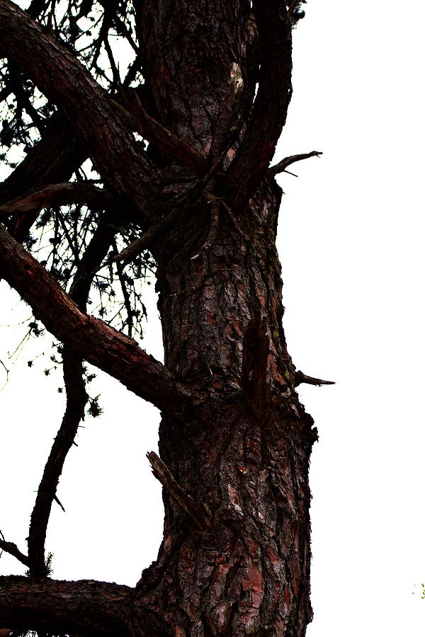 Gnarly Pine - 1 Photograph by Robert Morin