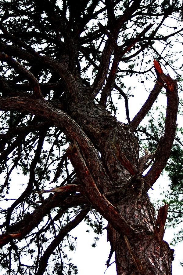 Gnarly Pine - 2 Photograph by Robert Morin