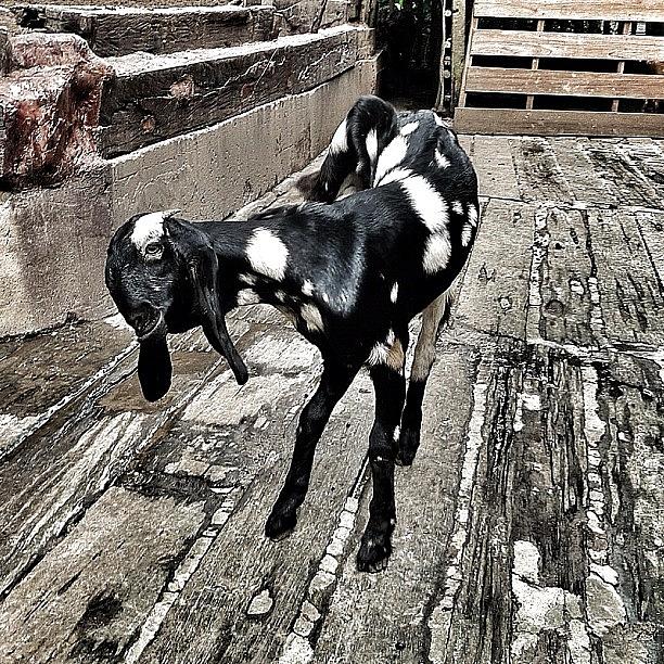 Farm Photograph - #goat #animal #farm #all_shots by Kokky Lawrence