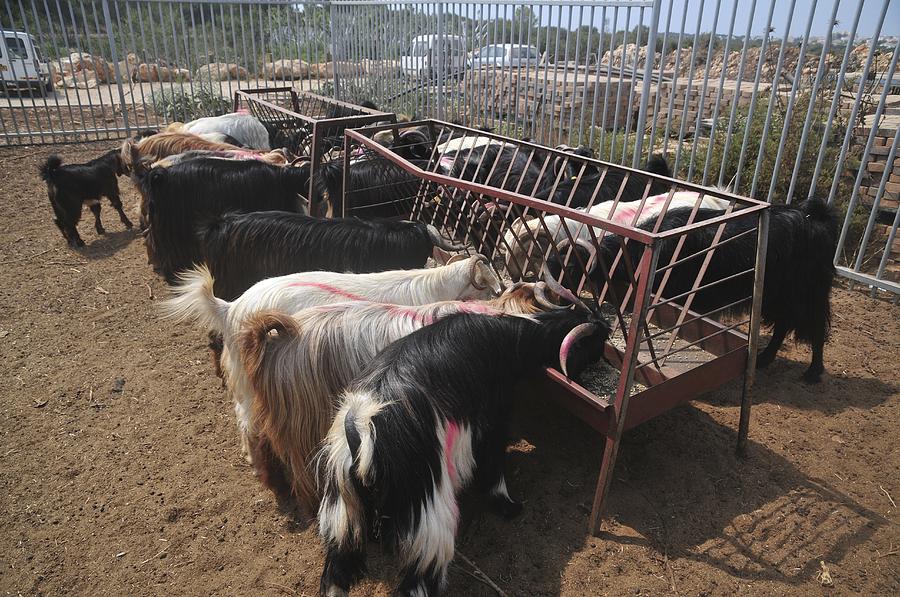 Goat Dairy Farm Photograph by Photostock-israel