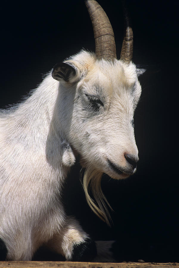 Goat Photograph by David Aubrey - Fine Art America