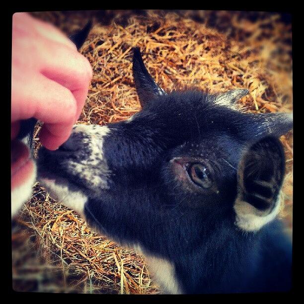 Goat Photograph - #goat #dwarfgoat #countyfair #4h by Rich Toczynski