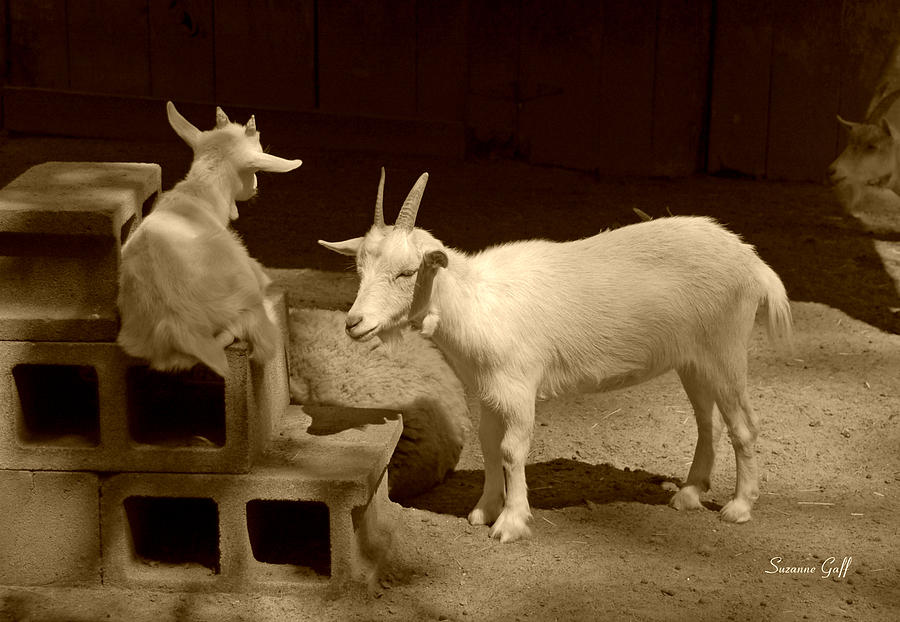Goat Family in sepia Photograph by Suzanne Gaff