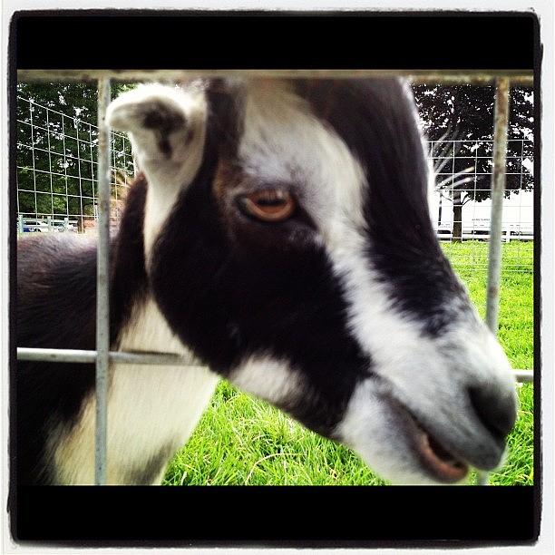 Goat Photograph - #goat #fence #chew #igs #igers #igdaily by Danielle Mcneil