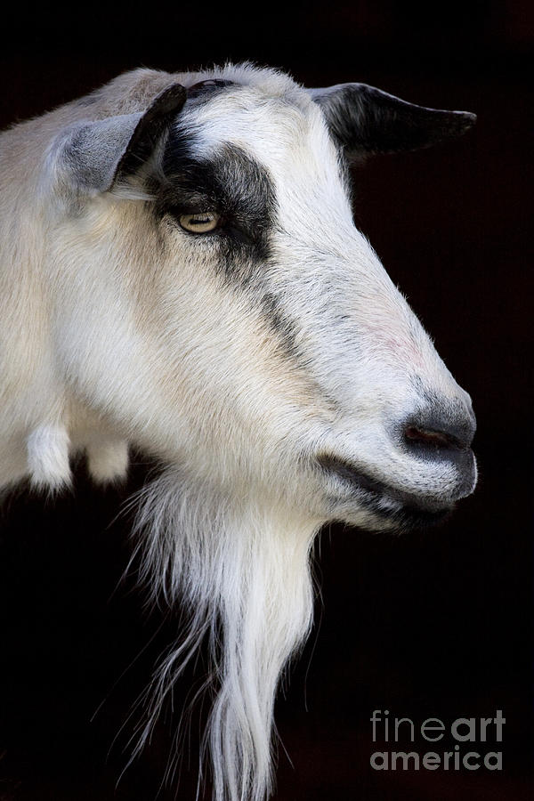 Goat head Photograph by John Van Decker