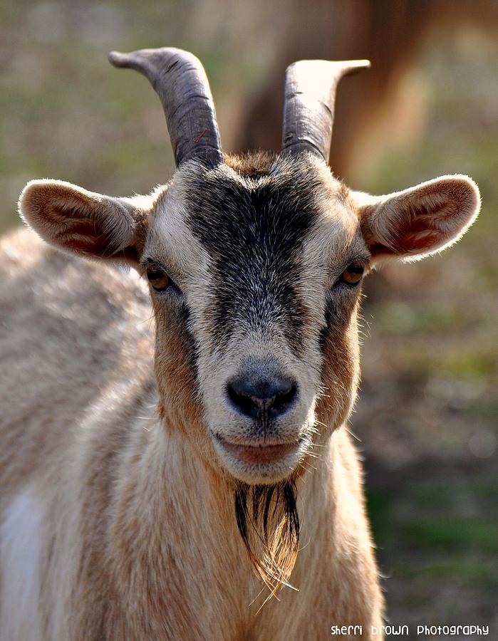 skin goat head
