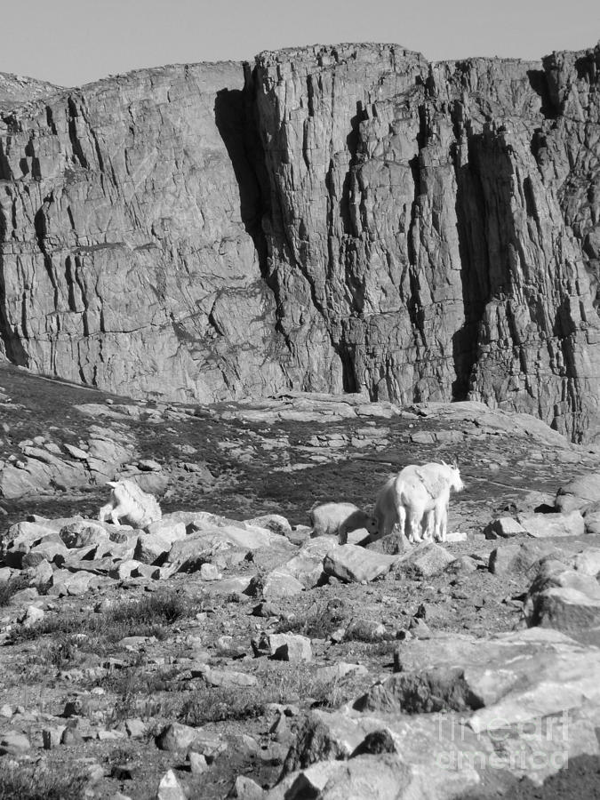Goat herd on Mount Evans Photograph by David Bearden