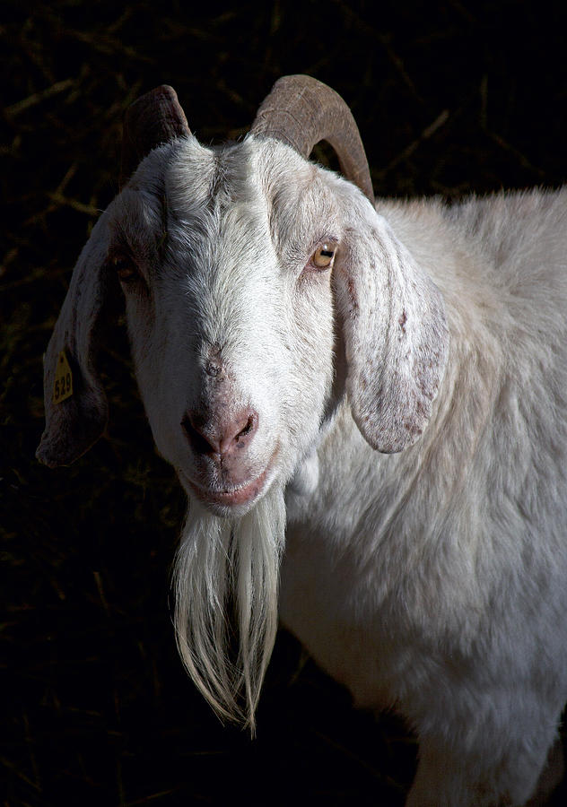 Goat Portrait Photograph by Cynthia Underhill - Pixels