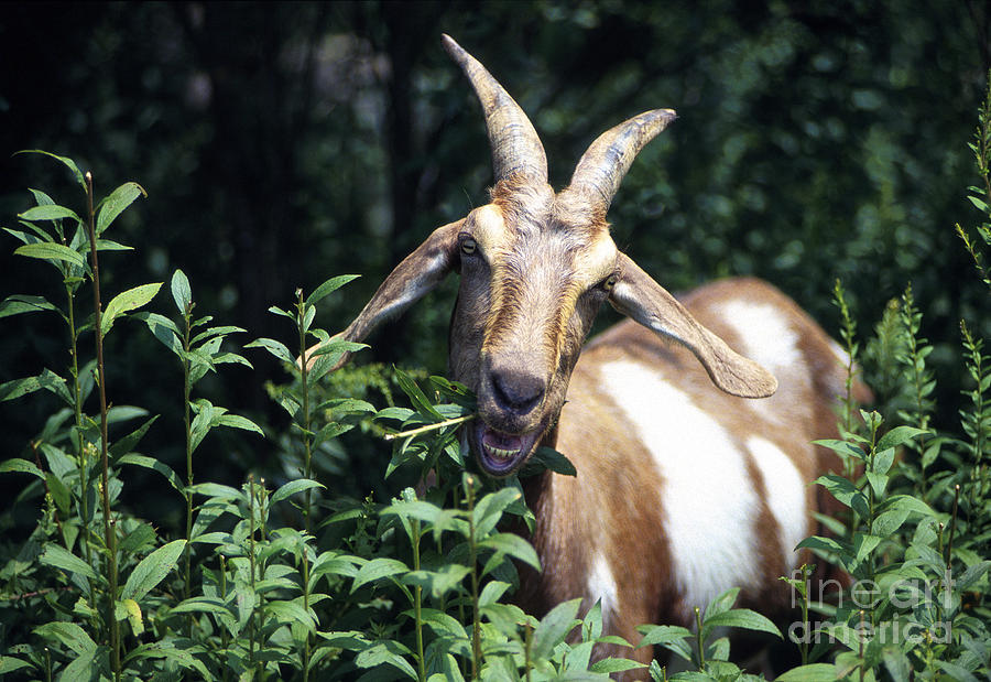 Goat Photograph by Science Source