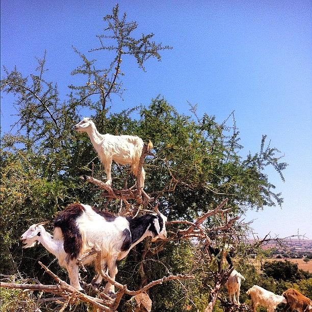 Nature Photograph - #goat #tree #nature #sky #morocco by Soredewa Seitai
