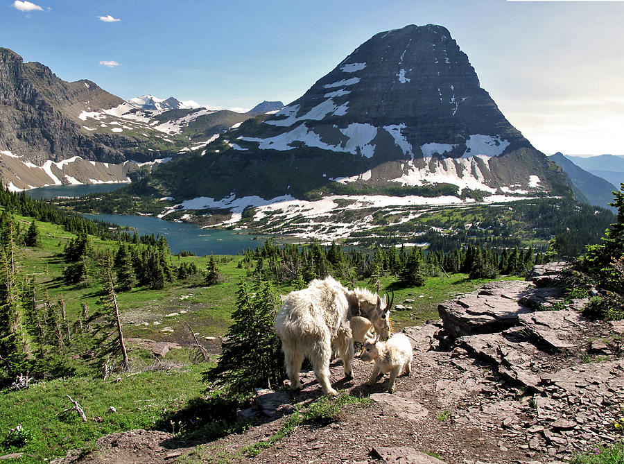 Goats Bear Hat Mountain Hidden Lake Glacier National Park Larry Darnell Photograph by Larry Darnell