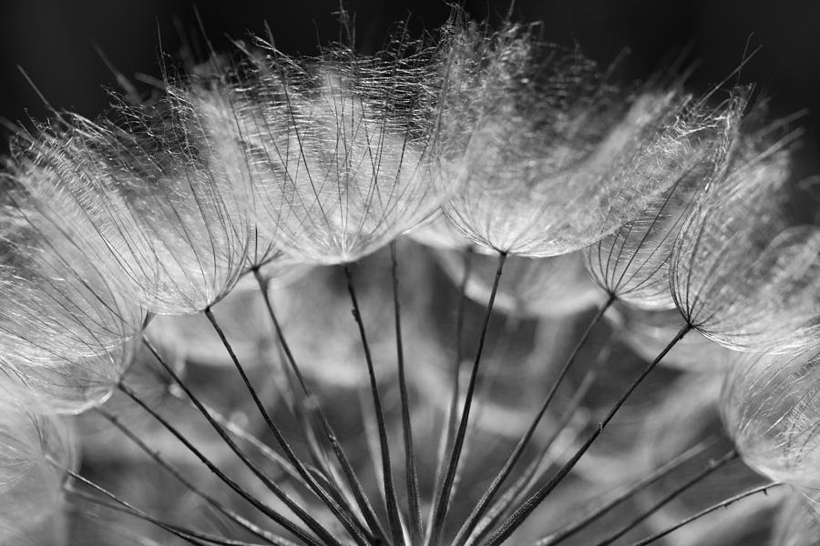 Goats Beard Seedhead In Black And White Photograph by Kathy Clark