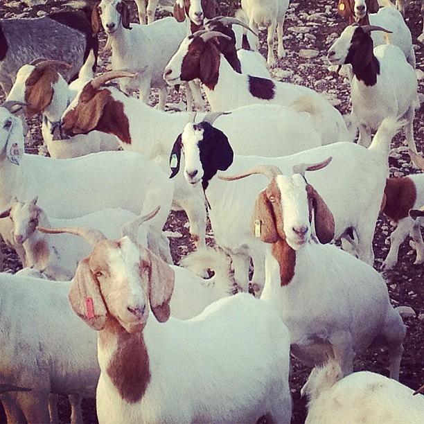Goats In Hope...of Food Photograph by Lydia Dubuisson