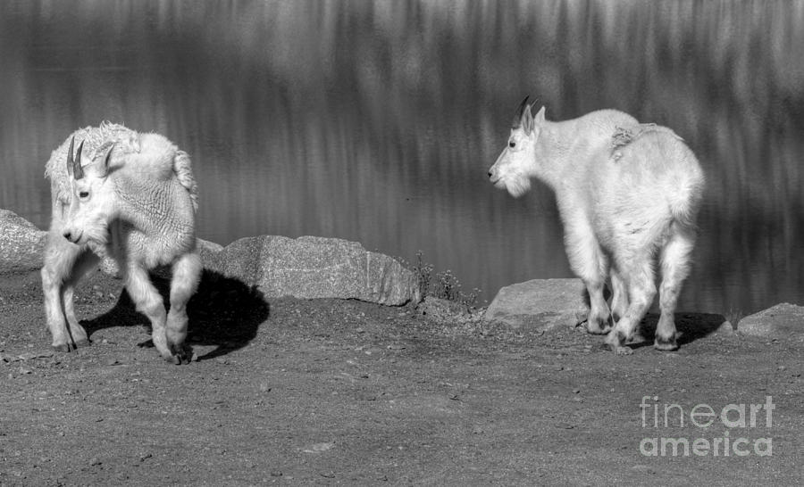 Goats in the Rockies Photograph by David Bearden