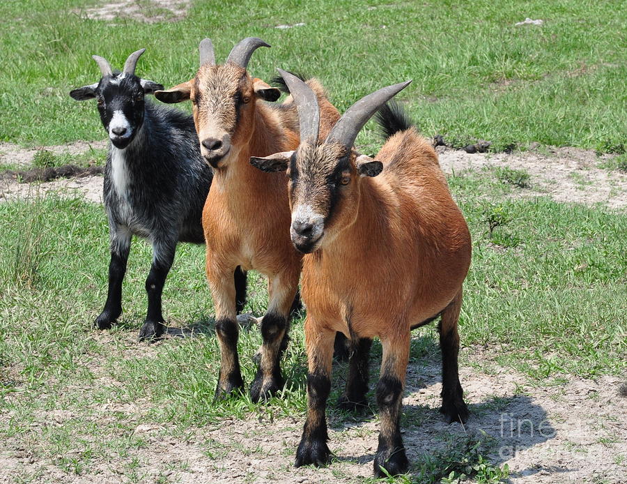 Goats Three in Line Photograph by Wayne Nielsen